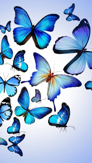Blue Butterfly Aesthetic Wallpaper
