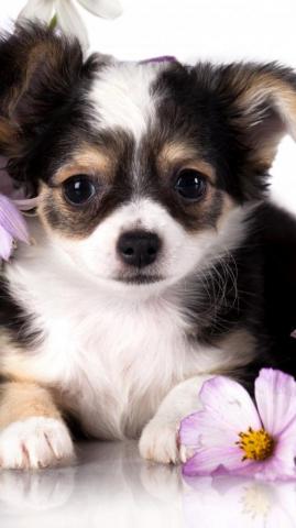 Chihuahua Puppy Dog Flower Animal Puppies Animals