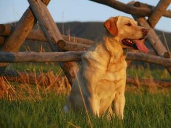 Yellow Labrador Retriever Wallpaper Animals HD