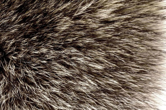 Soft And Cozy Animal Fur Wallpaper