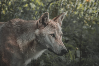 Wolf Aesthetic Wallpaper