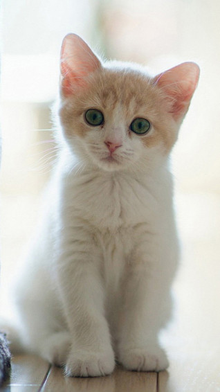 Cute Cats Wallpaper