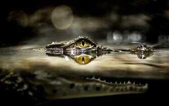 Alligator Google Skins Background