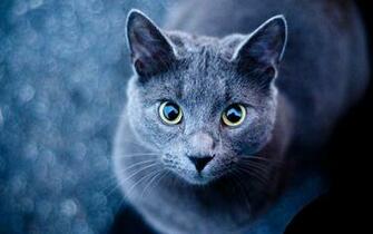 Blue Cat Green Eyes Wallpaper Stock Photos