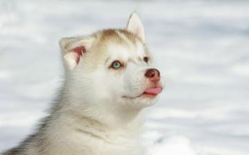 Cute White Husky Wallpaper