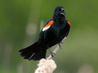 Birds Pigeons Pakistan Black Bird Awesome Wallpaper