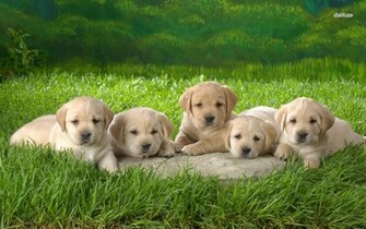 Labrador Retriever Wallpaper For Desktop