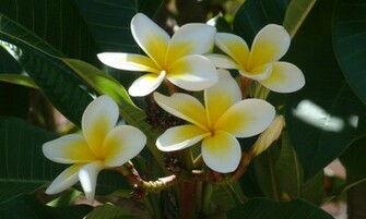 Plumeria Frangipani HD Wallpaper High Definition