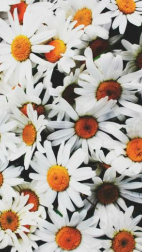 Gallery For Flowers iPhone Wallpaper