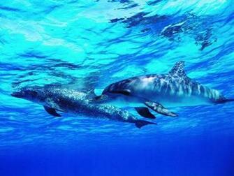 Dolphins Wallpaper Dolphin Desktop