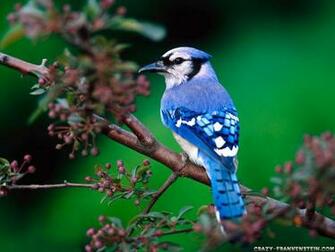 National Geographics Beautiful Birds Wallpaper