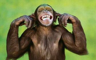 Funny Monkey Wallpaper