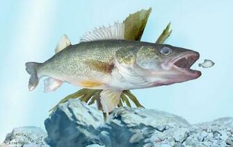 Fishing Lure Wallpaper Image Collection