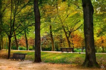 Autumn In The Park Background Photography