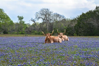 Wildflowers Spring Up In Central Texas Bloom As