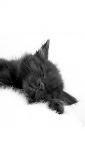 Black Cat Animal iPhone Wallpaper S 3g