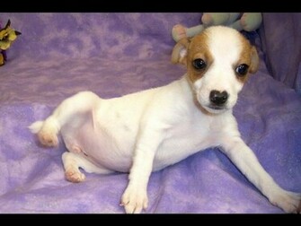Jack Russell Terrier Wallpaper
