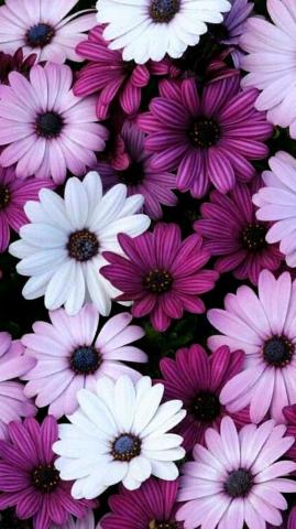 Purple Flower iPhone Wallpaper On