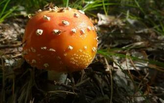 Orange Mushroom Computer Wallpaper Desktop Background