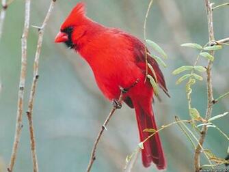 Wallpaper Sea Cardinal