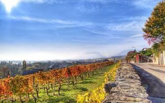 Vineyards And Road Wallpaper