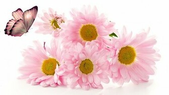 Butterfly And Pink Flower High Quality Wallpaper