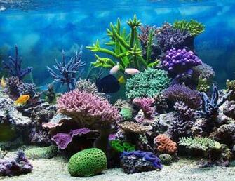 Most Beautiful Coral Reefs World HD4wallpaper Net