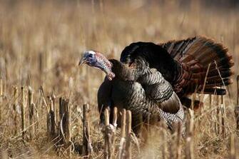Strutting Wild Turkey Wallpaper Top