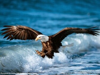 Wallpaper U 3d Flying Bald Eagle HD