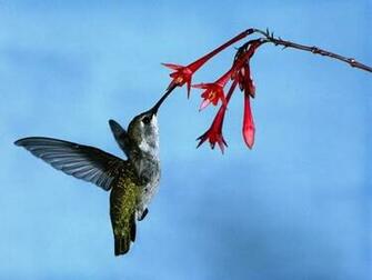 Birds Screensaver Screensavers Search