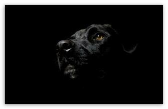 Black Dog HD Wallpaper For Standard Fullscreen Uxga Xga Svga