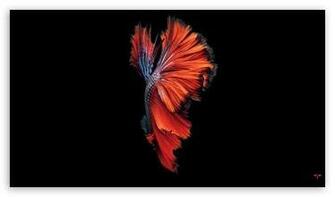 iPhone 6s HD Wallpaper For High Definition WqHD Qwxga 1080p