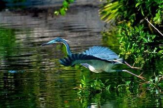Blue Heron Wallpaper