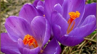 Early Spring High Quality And Resolution Wallpaper On