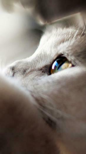 White Cat iPhone Wallpaper Top