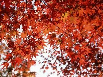 Wallpaper Seasonal And Screen Savers