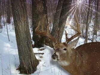 Whitetail Deer Wallpaper