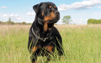Rottweiler Wallpaper Group