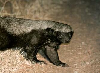 Honey Badger Animal