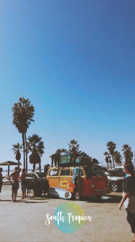 Attalea Speciosa Wallpaper Teahub Io