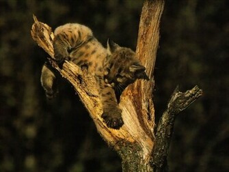 Cat Wallpaper Big Cats