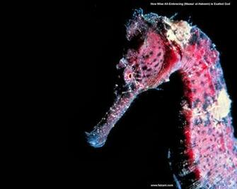 Seahorses HD Wallpaper Beautiful Animals Photography