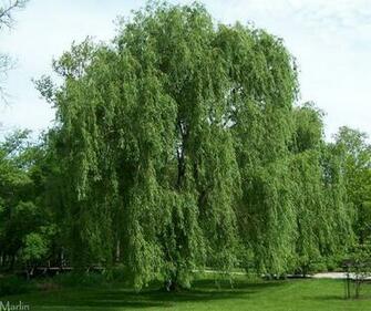 Weeping Willow Is A Fast Growing Massive Tree With Graceful