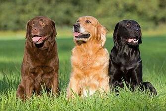 Kumpulan Ikan Labrador Retrievers Wallpaper