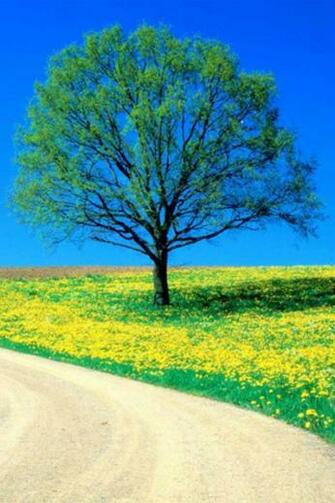 Flowers Spring Road iPhone Wallpaper HD
