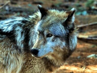 Image Grey Wolves Wallpaper Pc Android iPhone And iPad