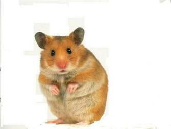 Cute Hamster Hamsters Wallpaper