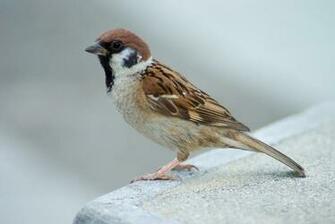 Sparrow Bird High Resolution Full HD Wallpaper