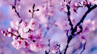 Spring Aesthetic Wallpaper