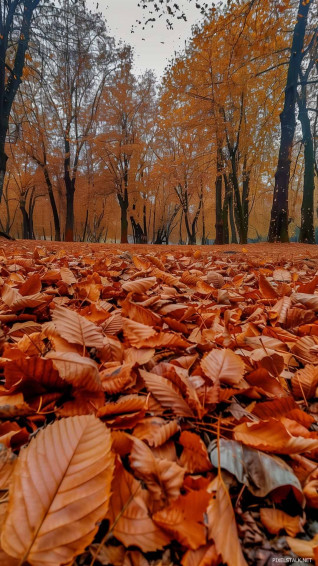 Autumn Phone Wallpaper